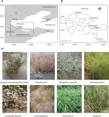 The diversity and structure of diazotrophic communities in the rhizosphere of coastal saline plants is mainly affected by soil physicochemical factors but not host plant species
